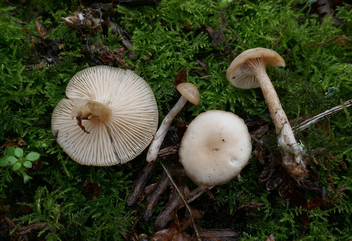 Photo by Jackie Ewan Clitocybe fragrans by Jackie Ewan